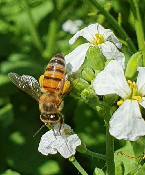 COBERTURA VEGETAL ENTRE AS LINHAS DO PLANTIO DA LAVOURA
