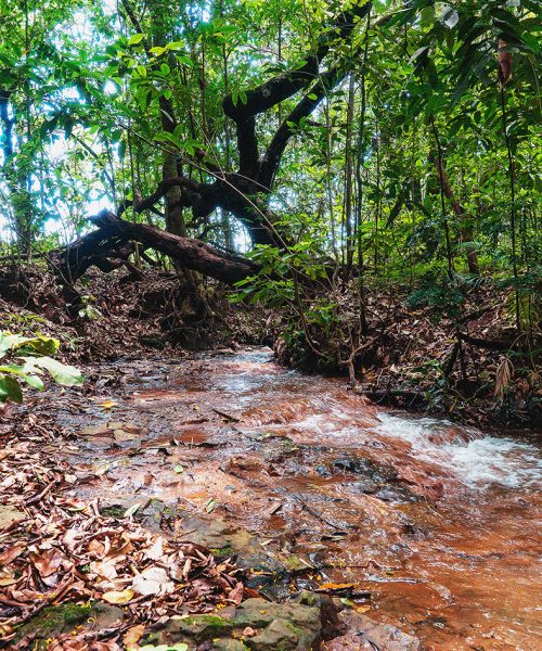 © Luis Felipe Mameri 2020